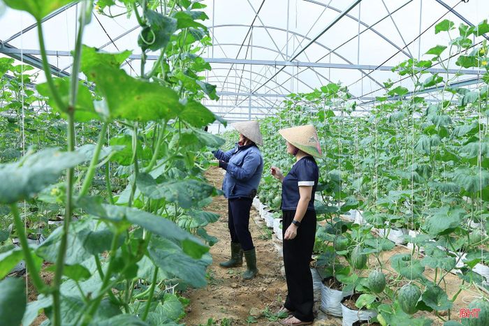"Vụ đông thường chịu tác động của mưa bão, ngập úng nên cần linh hoạt, bám sát diễn biến thời tiết để bố trí thời vụ phù hợp, hạn chế thiệt hại. Các địa phương cần căn cứ điều kiện từng vùng, tập trung phát triển cây trồng có lợi thế, thị trường tiêu thụ, mở rộng diện tích sản xuất, tạo thêm sản phẩm, nâng cao thu nhập cho người dân. Cùng với đó, các hộ, cơ sở sản xuất cần rà soát, sửa chữa, củng cố nhà màng, nhà lưới, chủ động điều kiện sản xuất an toàn, hiệu quả”, ông Phan Văn Huân - Trưởng phòng Trồng trọt, Chi cục Trồng trọt và Chăn nuôi, Sở Nông nghiệp và Môi trường Hà Tĩnh cho biết.
