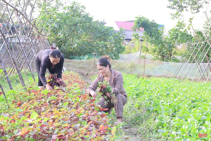 Vụ đông có thời gian sản xuất ngắn, nhưng cũng là vụ tạo thêm nguồn thu đáng kể cho nhiều hộ dân. Việc lựa chọn cây trồng phù hợp, tổ chức sản xuất theo nhu cầu thị trường và tăng liên kết tiêu thụ sẽ là yếu tố quan trọng để nâng cao giá trị trên từng diện tích.