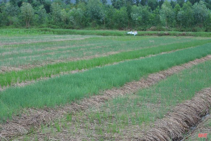 Hành tăm là một trong những cây trồng chủ lực trong vụ đông năm 2026 của xã Can Lộc, với diện tích hơn 200 ha. Ngay từ đầu vụ, địa phương đã hướng dẫn người dân chuẩn bị đất, giống, tranh thủ thời tiết thuận lợi để xuống giống đúng khung thời vụ; đồng thời chú trọng các biện pháp tiêu úng, chăm sóc và phòng trừ sâu bệnh. Đến nay, phần lớn diện tích hành tăm đã được xuống giống và đang bước vào giai đoạn chăm sóc.