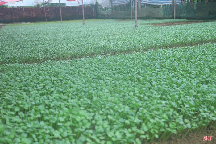 Bà Nguyễn Thị Thanh Tiếu (bên trái) - Chủ tịch Hội Nông dân xã Đức Thọ cho biết: “Mặc dù thời tiết đầu vụ chưa thuận lợi, địa phương vẫn bám sát tình hình sản xuất, tuyên truyền, hướng dẫn bà con lựa chọn thời điểm xuống giống phù hợp. Qua thực tế cho thấy, người dân ngày càng chủ động hơn, từ bố trí thời vụ đến áp dụng các biện pháp hạn chế ảnh hưởng của thời tiết. Nhờ vậy, một số diện tích rau ngắn ngày đã cho thu hoạch, cung ứng ra thị trường”.