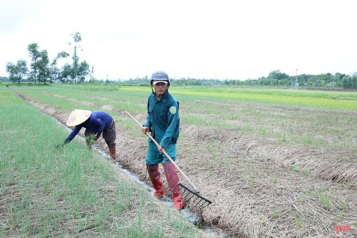 “Ngay từ đầu tháng 9, gia đình tôi đã tranh thủ làm đất, lên luống và xuống giống để kịp thời vụ. Đợt mưa vừa qua không quá lớn, nước trên ruộng cũng được tiêu thoát kịp thời nên hành không bị ảnh hưởng nhiều, hiện cây đã lên khá đều và xanh tốt. Thời gian tới, gia đình tiếp tục làm cỏ, chăm sóc, theo dõi độ ẩm và sâu bệnh để cây phát triển ổn định” - ông Nguyễn Văn Lĩnh, thôn Thiên Lộc, xã Can Lộc chia sẻ.