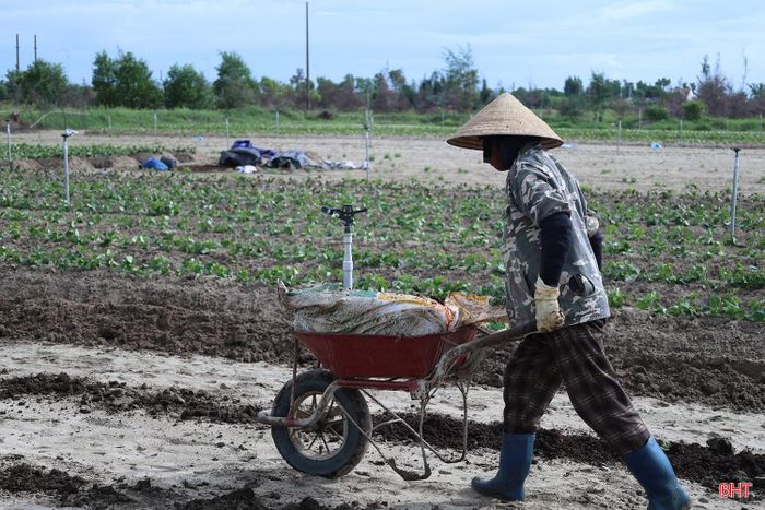 Vụ đông năm 2026, Hà Tĩnh có kế hoạch sản xuất hơn 11.800 ha cây trồng các loại. Trong đó, rau màu chiếm hơn 5.900 ha, gồm hơn 4.900 ha rau, củ, quả và gần 1.000 ha khoai lang. Để đảm bảo lịch thời vụ và năng suất, sản lượng đề ra, ngành chuyên môn và các địa phương đang tích cực hướng dẫn người dân làm đất, xuống giống phù hợp với điều kiện từng vùng và diễn biến thời tiết; đồng thời định hướng sản xuất theo hướng an toàn, linh hoạt, đa dạng cây trồng và từng bước hình thành các vùng sản xuất tập trung.