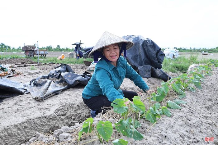 Gia đình bà Nguyễn Thị Hằng (thôn Trung Tiến, xã Đồng Tiến) dự kiến sản xuất 6 sào rau màu vụ đông. Những ngày qua, bà đã khẩn trương làm đất và xuống giống được 2 sào củ cải, cà rốt, khoai lang. Với diện tích còn lại, gia đình đang tiếp tục làm đất để xuống giống trong thời gian tới, bảo đảm thời vụ.