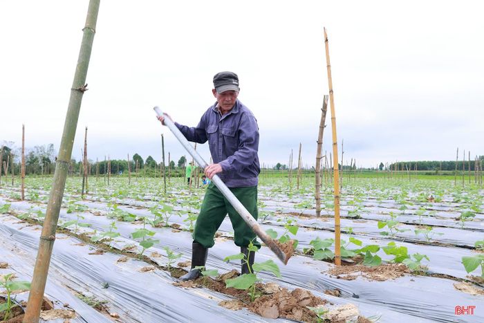 Người dân ở nhiều địa phương đã xuống giống với các loại rau màu truyền thống.