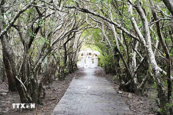 Du khách tham quan rừng ngập mặn Rú Chá ở thành phố Huế. Ảnh: (Nguyên Lý /TTXVN)