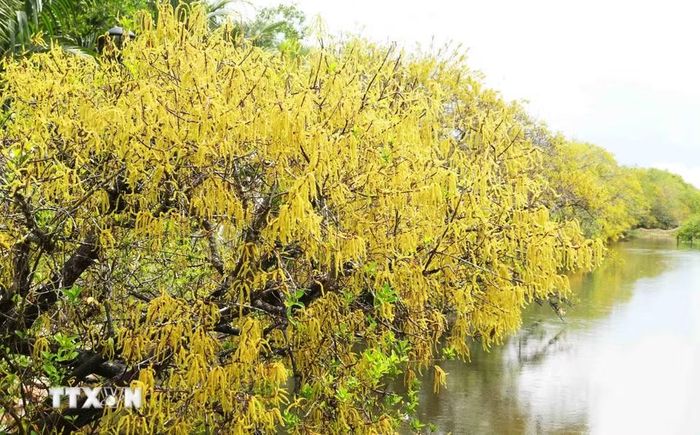 Vạt rừng ngập mặn Rú Chá ở thành phố Huế trổ bông vàng rực rỡ và đỏ cam khi mùa Thu đến. (Ảnh: Nguyên Lý/TTXVN)