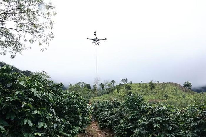 Quả cà phê được đóng gói cẩn thận trước khi được vận chuyển từ vườn xuống điểm tập kết, thu mua tại xã Mường Ảng, tỉnh Điện Biên. (Ảnh: VietnamPost)