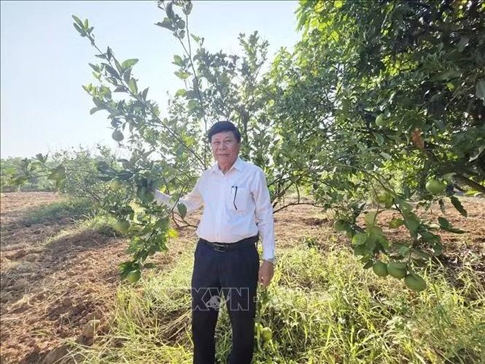Ông Phan Ngọc Anh bên vườn cây ăn trái, nơi tạo việc làm cho hàng chục lao động ở địa phương. Ảnh: Khoa Chương/TTXVN