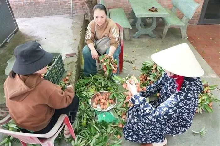 Những người dân có thêm thu nhập ổn định nhờ làm việc tại các trang trại, khu du lịch sinh thái của ông Phan Ngọc Anh tại xã Thu Bồn (thành phố Đà Nẵng). Ảnh: Khoa Chương/TTXVN