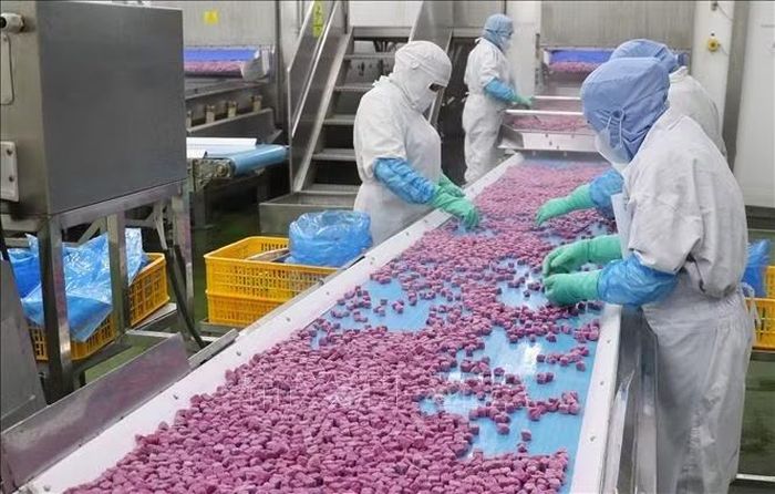 Dây chuyền chế biến thanh long viên sấy khô ở nhà máy của Công ty cổ phần Công nghiệp Thực phẩm THABICO Tiền Giang ở xã Bình Ninh, tỉnh Đồng Tháp.