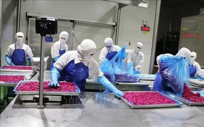 Sản phẩm thanh long viên sấy khô của Công ty cổ phần Công nghiệp Thực phẩm THABICO Tiền Giang góp phần nâng cao chuỗi giá trị trái thanh long của Đồng Tháp.