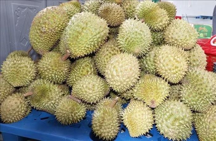 Sầu riêng được xác định là một trong những ngành hàng chủ lực xuất khẩu của tỉnh Đồng Tháp.