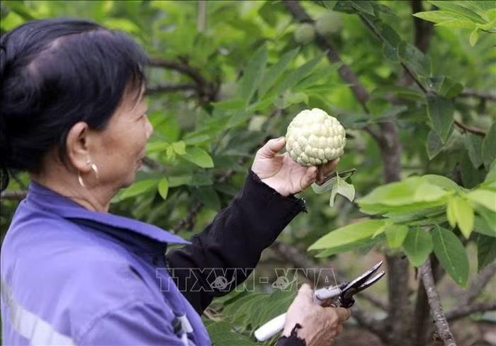 Hiện xã Đại Đình (Phú Thọ) có hơn 500 hộ trồng na với tổng diện tích khoảng hơn 80ha, tập trung ở các thôn Trại Mái, Ngọc Thụ, Đồng Bụt. Ảnh: Nguyễn Thảo/TTXVN