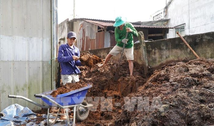 Nông dân ủ rơm và đảo trộn để nhanh chóng hoai mục. Ảnh: Nhựt An - TTXVN