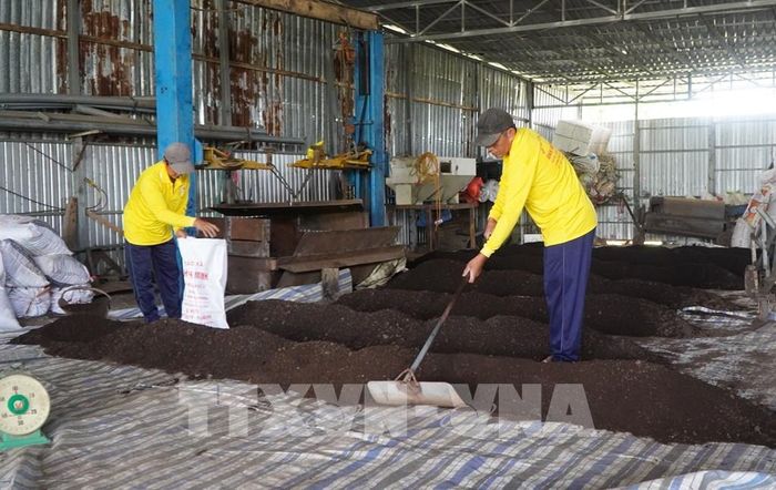 Hợp tác xã Dịch vụ nông nghiệp và vận tải Ánh Bình Minh (xã Hòa Long) sản xuất phân hữu cơ từ rơm mục, phân bò, nấm trichoderma. Ảnh: Nhựt An - TTXVN