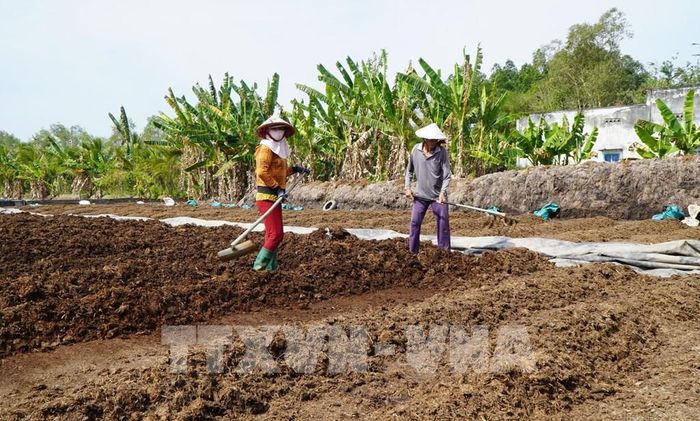 Nông dân ở xã Hòa Long, tỉnh Đồng Tháp phơi rơm để làm phân hữu cơ. Ảnh: Nhựt An - TTXVN