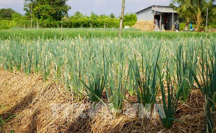 Ruộng hành của ông Phạm Hữu Trắng ở xã Long Phú Thuận được bón phân hữu cơ. Ảnh: Nhựt An - TTXVN
