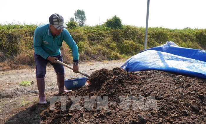 Hơn 5 năm qua, ông Phạm Hữu Trắng ở xã Long Phú Thuận (tỉnh Đồng Tháp) ủ phân hữu cơ để bón cho vườn rau của mình. Ảnh: Nhựt An - TTXVN