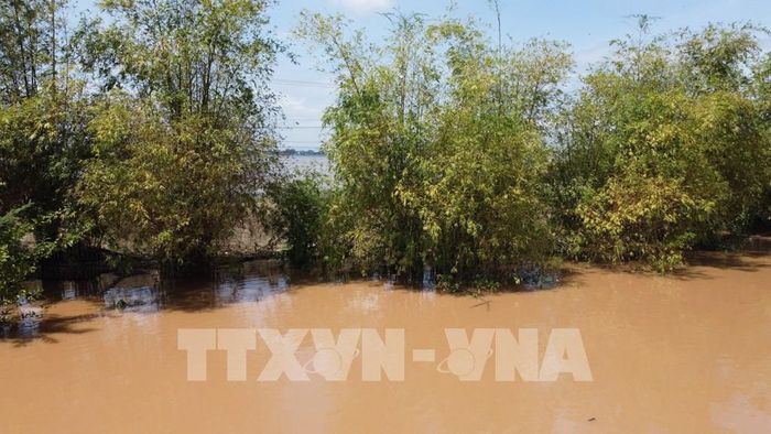 Những bụi tre giữ đất, ngăn chặn sạt lở đường tuần tra biên giới trong mùa lũ. Ảnh: Nhựt An - TTXVN
