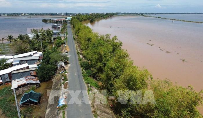 Những bụi tre được trồng từ mô hình “Lũy tre biên giới” đã phát huy tác dụng hạn chế dông gió ảnh hưởng đến đời sống người dân, nhất là vào mùa mưa lũ. Ảnh: Nhựt An - TTXVN