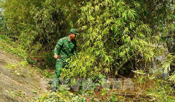 Lực lượng Bộ đội Biên phòng chặt mé nhánh, giúp tre sinh trưởng và phát triển tốt hơn. Ảnh: Nhựt An - TTXVN