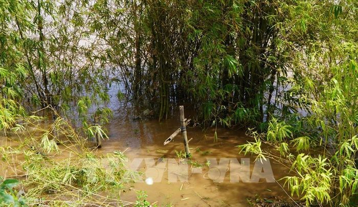 Những bụi tre lớn đang giữ đất, ngăn chặn sạt lở đường tuần tra biên giới. Ảnh: Nhựt An - TTXVN