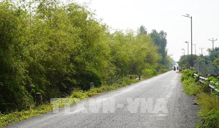 Hàng tre xanh chạy dọc theo đường tuần tra biên giới của tỉnh Đồng Tháp. Ảnh: Nhựt An - TTXVN
