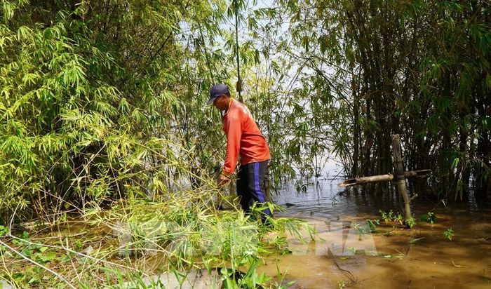 Người dân địa phương tham gia chặt mé nhánh, giúp tre sinh trưởng và phát triển tốt hơn. Ảnh: Nhựt An - TTXVN
