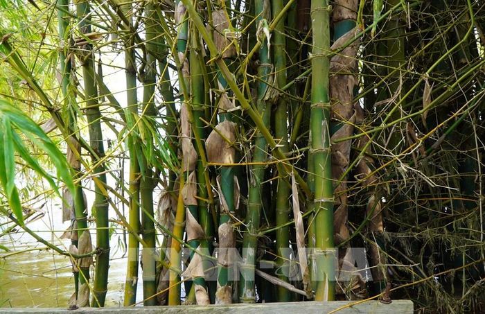 Với sự chăm sóc của lực lượng Bộ đội Biên phòng và người dân, tre phát triển tốt. Ảnh: Nhựt An - TTXVN