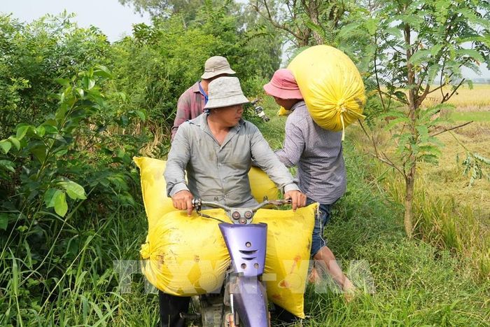 Năng suất lúa Hè Thu 2026 ước đạt khoảng 6,25 - 6,5 tấn/ha. Ảnh: Công Trí - TTXVN