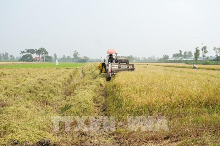 Nông dân đứng trước áp lực khi giá lúa liên tục giảm. Ảnh: Công Trí - TTXVN