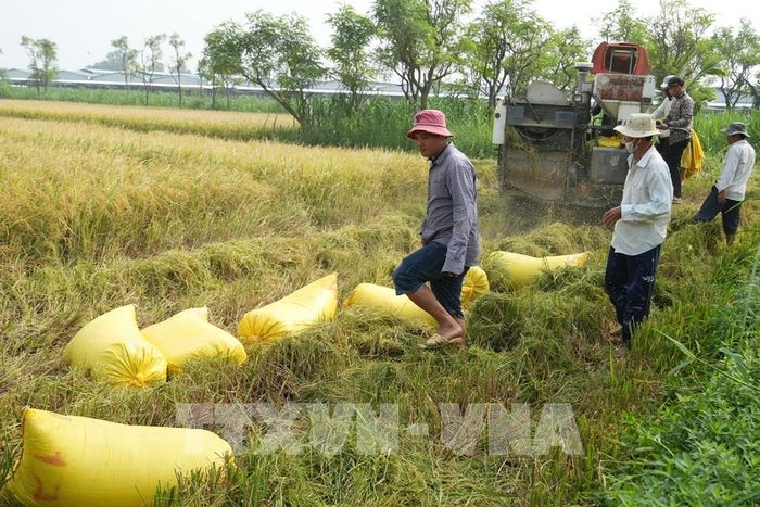 Giá lúa giảm mạnh khi vụ Hè Thu bước vào thời điểm cuối vụ khiến nhiều nông dân tại tỉnh Đồng Tháp lo lắng. Ảnh: Công Trí - TTXVN