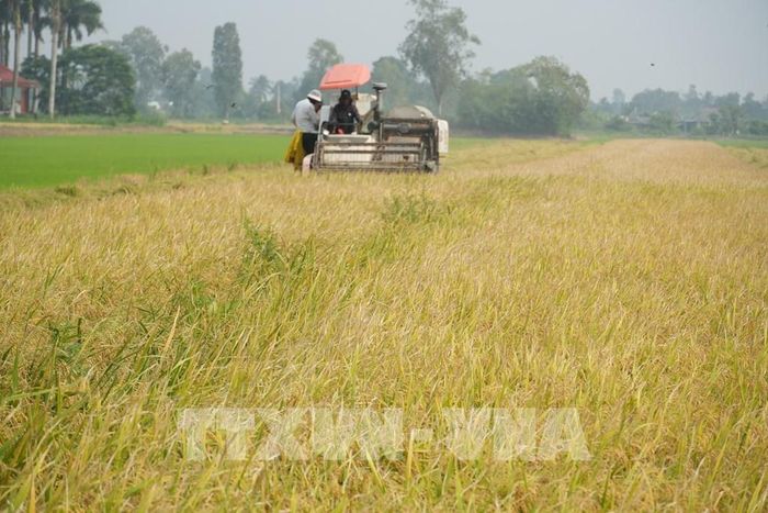Vụ Hè Thu 2026, tỉnh Đồng Tháp xuống giống hơn 216.381 ha. Ảnh: Công Trí - TTXVN