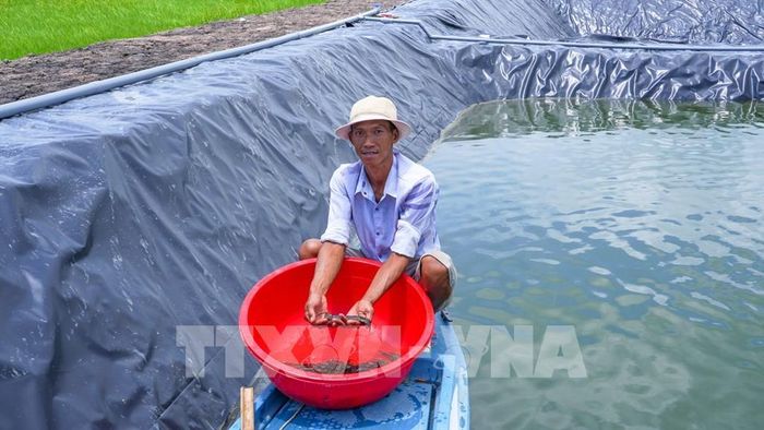 Mô hình nuôi cá chạch lấu bằng phương pháp lót bạt của anh Lê Công Uẩn, ấp Phước Bình, xã Phước Chỉ, cho hiệu quả kinh tế cao. Ảnh: Minh Phú - TTXVN
