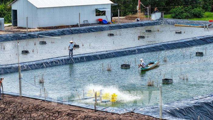 Từ các chính sách xây dựng nông thôn mới, người dân trên địa bàn tỉnh Tây Ninh mạnh dạng cải tạo, đầu tư ao nuôi thủy sản, hướng tới phát triển sản xuất mang lại hiệu quả kinh tế ngày càng cao. Ảnh: Minh Phú - TTXVN