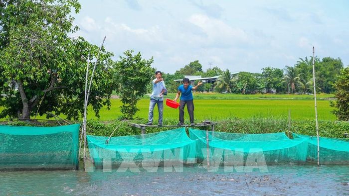 Mô hình nuôi thủy sản kết hợp trồng lúa tại xã nông thôn mới Phước Chỉ được người dân áp dụng, mang lại hiệu quả kinh tế cao. Ảnh: Minh Phú - TTXVN
