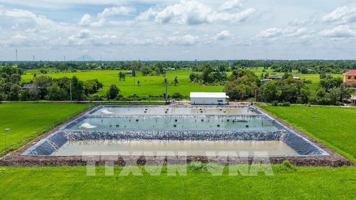 Mô hình trồng lúa kết hợp ao nuôi thủy sản lót bạt tại xã Phước Chỉ mang lại hiệu quả kinh tế, nâng cao thu nhập cho người dân nông thôn. Ảnh: Minh Phú - TTXVN