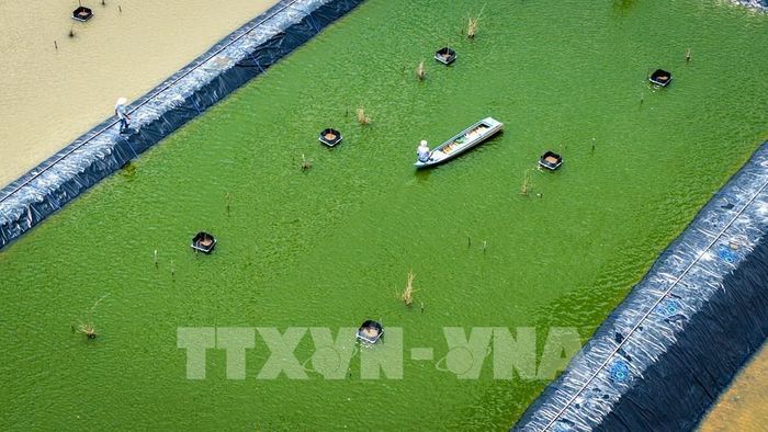 Mô hình nuôi thủy sản ứng dụng kỹ thuật, góp phần đa dạng hóa sinh kế và nâng cao hiệu quả sản xuất của người dân nông thôn. Ảnh: Minh Phú - TTXVN