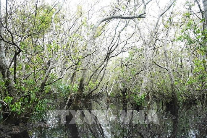 Những cây cổ thụ trong rừng ngập mặn Rú Chá ở thành phố Huế khi mùa Thu đến. Ảnh: Nguyên Lý - TTXVN