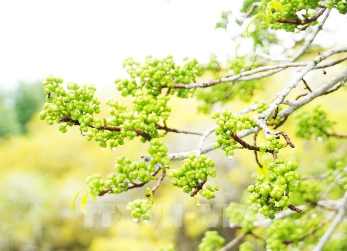 Chùm quả của cây chá trong rừng ngập mặn Rú Chá ở thành phố Huế khi mùa Thu đến. Ảnh: Nguyên Lý - TTXVN
