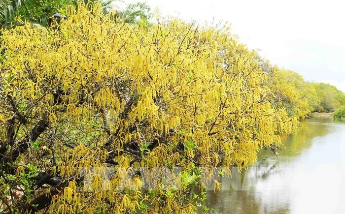 Vạt rừng ngập mặn Rú Chá ở thành phố Huế trổ bông vàng rực rỡ và đỏ cam khi mùa Thu đến. Ảnh: Nguyên Lý - TTXVN