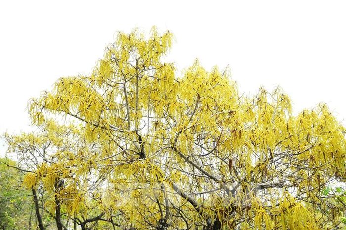 Cây chá trong rừng ngập mặn Rú Chá ở thành phố Huế trổ bông vàng rực rỡ và đỏ cam khi mùa Thu đến. Ảnh: Nguyên Lý - TTXVN