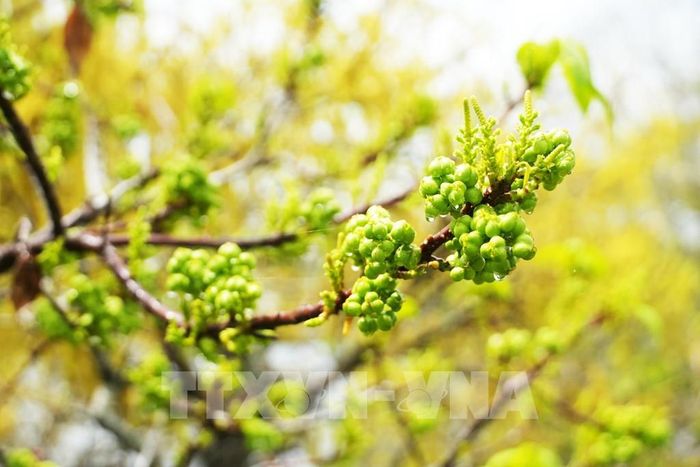 Chùm quả của cây chá trong rừng ngập mặn Rú Chá ở thành phố Huế, khi mùa Thu đến. Ảnh: Nguyên Lý - TTXVN