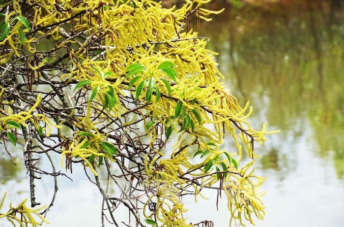 Cây chá trong rừng ngập mặn Rú Chá ở thành phố Huế trổ bông vàng rực rỡ và đỏ cam khi mùa Thu đến. Ảnh: Nguyên Lý - TTXVN
