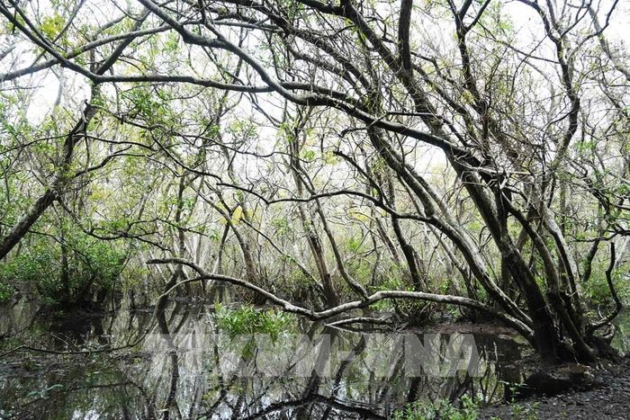 Những cây cổ thụ trong rừng ngập mặn Rú Chá ở thành phố Huế khi mùa Thu đến. Ảnh: Nguyên Lý - TTXVN