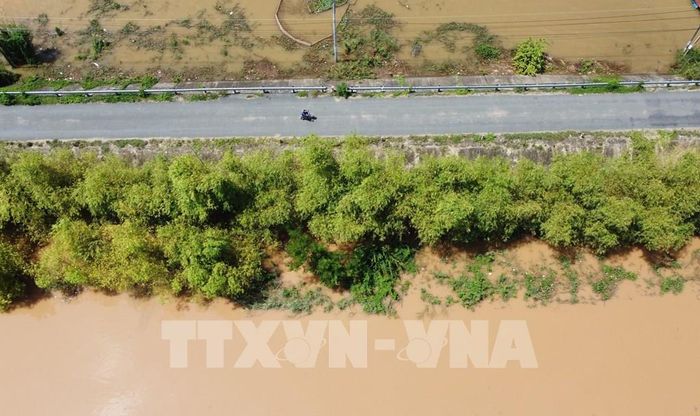 Hàng tre xanh chạy dọc theo đường tuần tra biên giới, đoạn qua địa bàn xã Thường Phước, tỉnh Đồng Tháp. Ảnh: Nhựt An - TTXVN