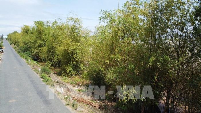 Hàng tre xanh chạy dọc theo đường tuần tra biên giới của tỉnh Đồng Tháp. Ảnh: Nhựt An - TTXVN