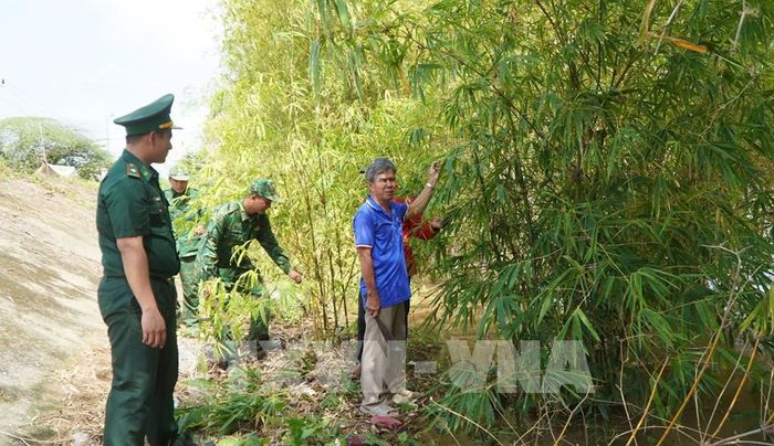Lực lượng Bộ đội Biên phòng và người dân địa phương tích cực chăm sóc và bảo vệ “Lũy tre biên giới”. Ảnh: Nhựt An - TTXVN