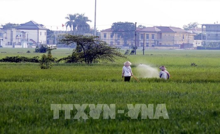 Nông dân xã Xuân Hồng (Ninh Bình) phun thuốc bảo vệ lúa mùa. Ảnh: Thái Thuần – TTXVN