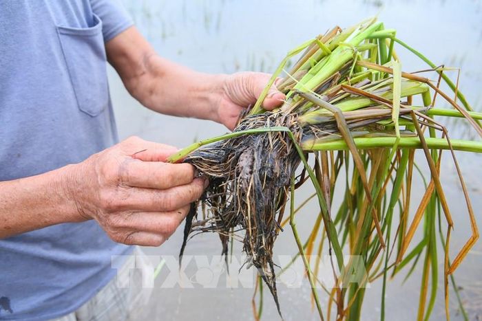 Sau nhiều ngày bị ngập nước, nhiều diện tích lúa đã bị thối rễ, ảnh hưởng lớn đến năng suất. Ảnh: Công Luật - TTXVN